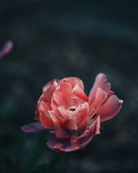 Close-up of pink rose blooming outdoors