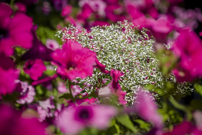 Close-up of pink flowering plant