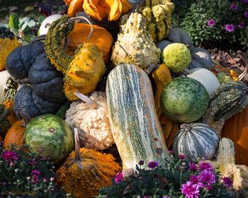 Close-up of pumpkins