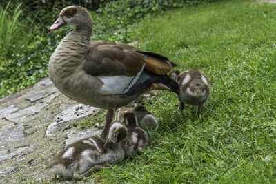 Ducks on a field