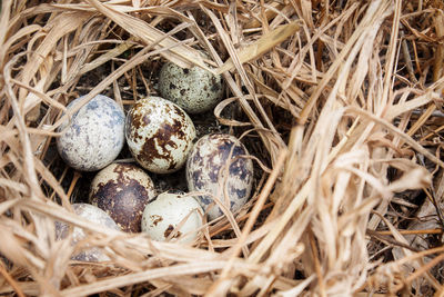 Eggs in the nest 