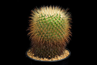 Close-up of firework display over black background