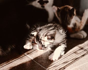 Close-up of kitten relaxing on floor at home