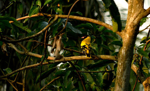 Bird perching on a tree