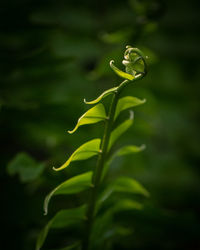 Close-up of green leaf