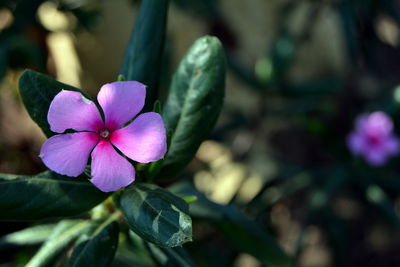 Close-up of purple flowers blooming