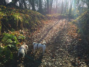 View of dog in forest