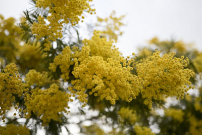 Low angle view of yellow flowering plant