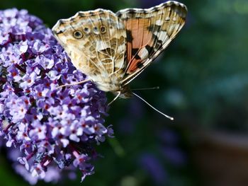 Close-up of butterfly pollinating on flower