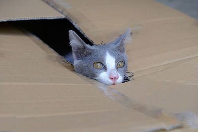 High angle portrait of cat on floor