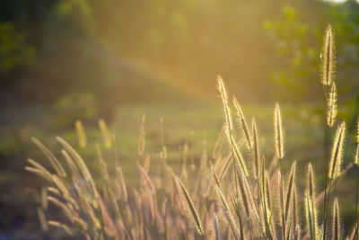 Close-up of plants growing on field