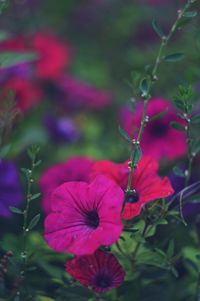 Close-up of pink flowers blooming outdoors