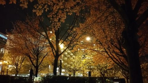 Low angle view of tree lit up at night