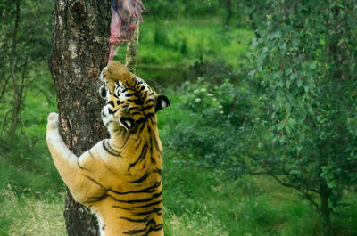 Close-up of tiger against trees