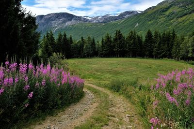 Scenic view of flowering plants on field against sky