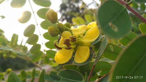 Low angle view of yellow flowers