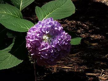 Close-up of purple flowers