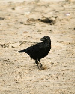 Close-up of bird