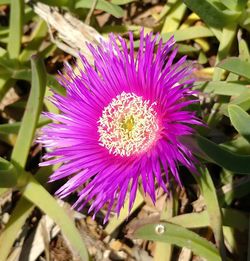 Close-up of purple flower blooming outdoors