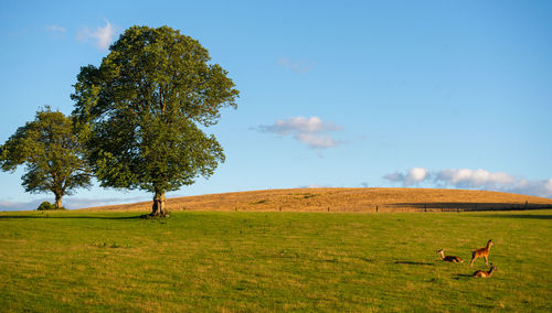View of tree on field against sky