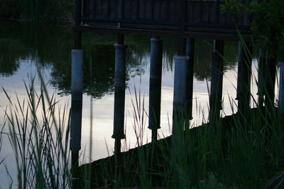 Reflection of plants in lake