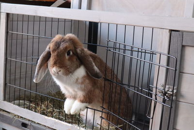 Bunny looking out of its cage