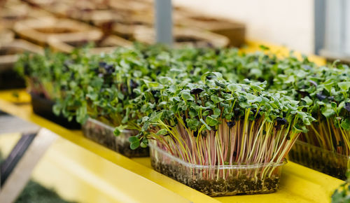 Microgreens growing background with raw sprouts in female hands. indoor vertical farm