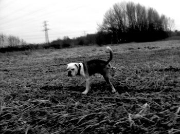 Dog standing on grassy field