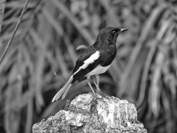 Close-up of bird perching on rock