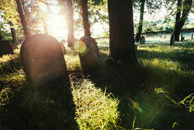 View of trees in cemetery