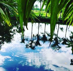 Reflection of palm trees in water