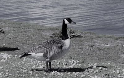 Bird on shore