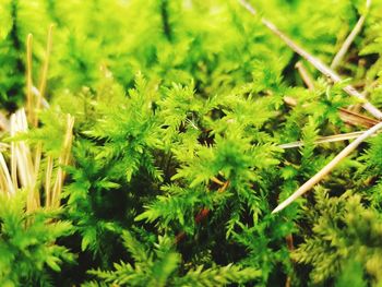 Close-up of plants growing on field