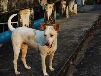 Dog standing by bus