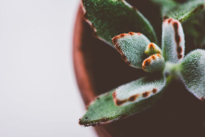 Close-up of succulent plant