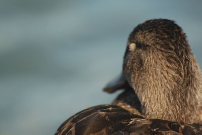 Close-up of a bird