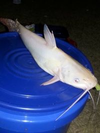 Close-up of fish in water