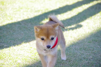 Portrait of a dog on field