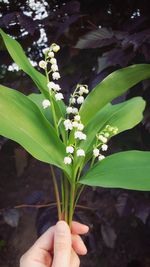 Close-up of hand holding plant