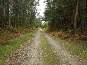 Road amidst trees in forest