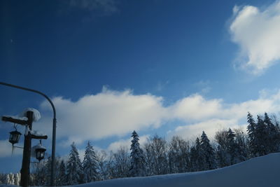 Low angle view of trees against sky during winter