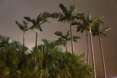 Low angle view of coconut palm trees against sky