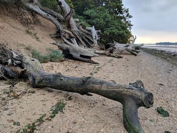 Driftwood on tree trunk by rock against sky