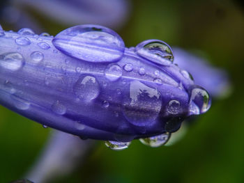 Close-up of water drops on purple flower