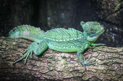 Close-up of lizard on tree