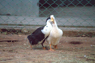 View of bird on ground