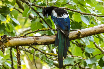 Low angle view of bird perching on branch