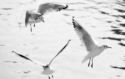 Seagulls flying over sea