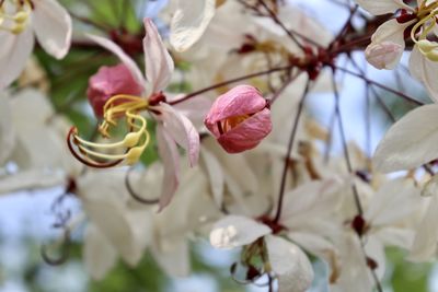 Close-up of pink cherry blossom