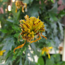 Close-up of yellow flower